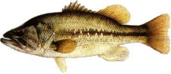 lobina negra 2.jpg